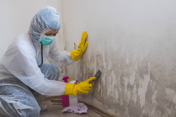 Best Residential Mold Inspection & Testing  in Albany, IN