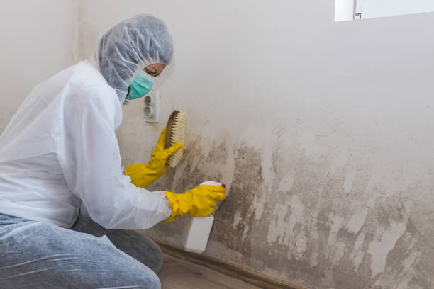 Best Mold Damage Restoration  in Albany, IN