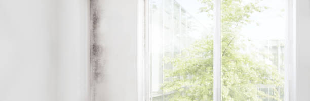 Best HVAC Mold Inspection and Cleaning  in Albany, IN