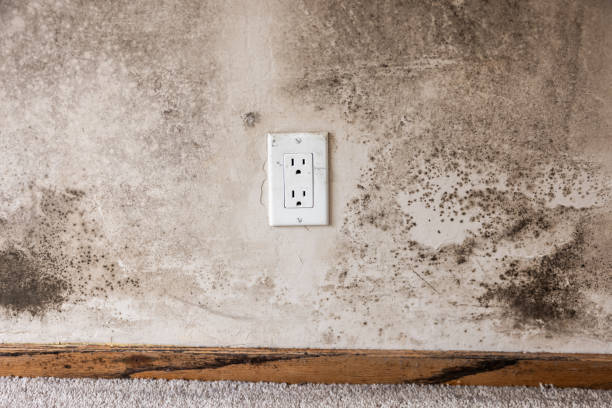 Best Mold Remediation for Healthcare Facilities  in Albany, IN