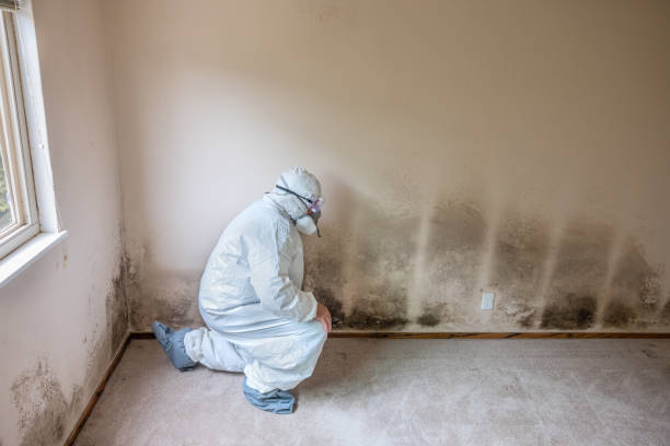 Best Post-Remediation Verification Testing  in Albany, IN