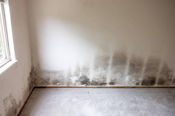 Best Environmental Consulting for Mold Prevention  in Albany, IN