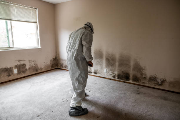 Best Basement Mold Removal  in Albany, IN