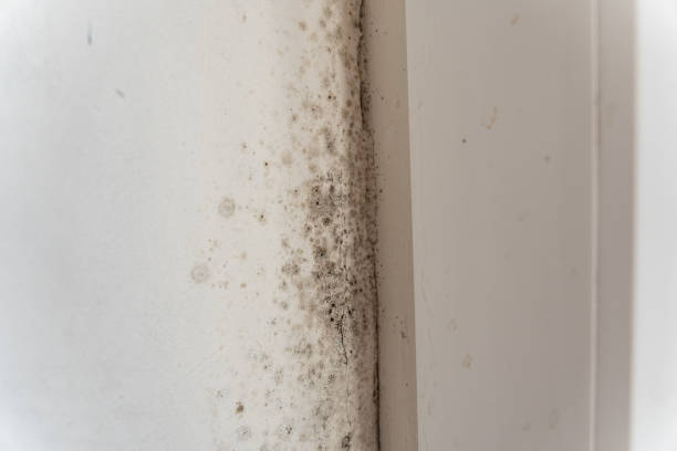 Best Mold Removal for HVAC Installations  in Albany, IN