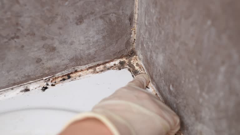 Best Attic Mold Removal  in Albany, IN
